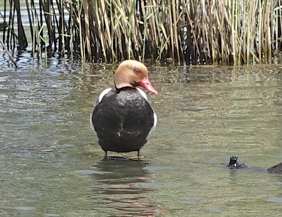 red-crested pochard